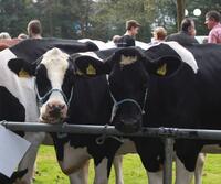 Ernte- und Tierschaufest