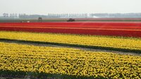 Tulpenfeld Friesland