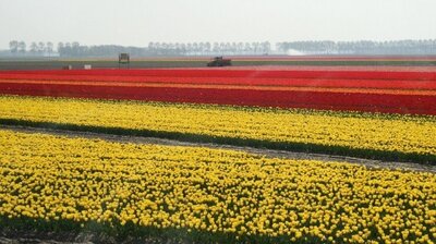 Tulpenfeld Friesland