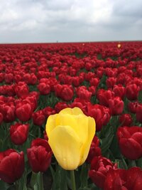 Tulpenbl�te De Fryske Marren